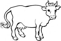 cow.jpg